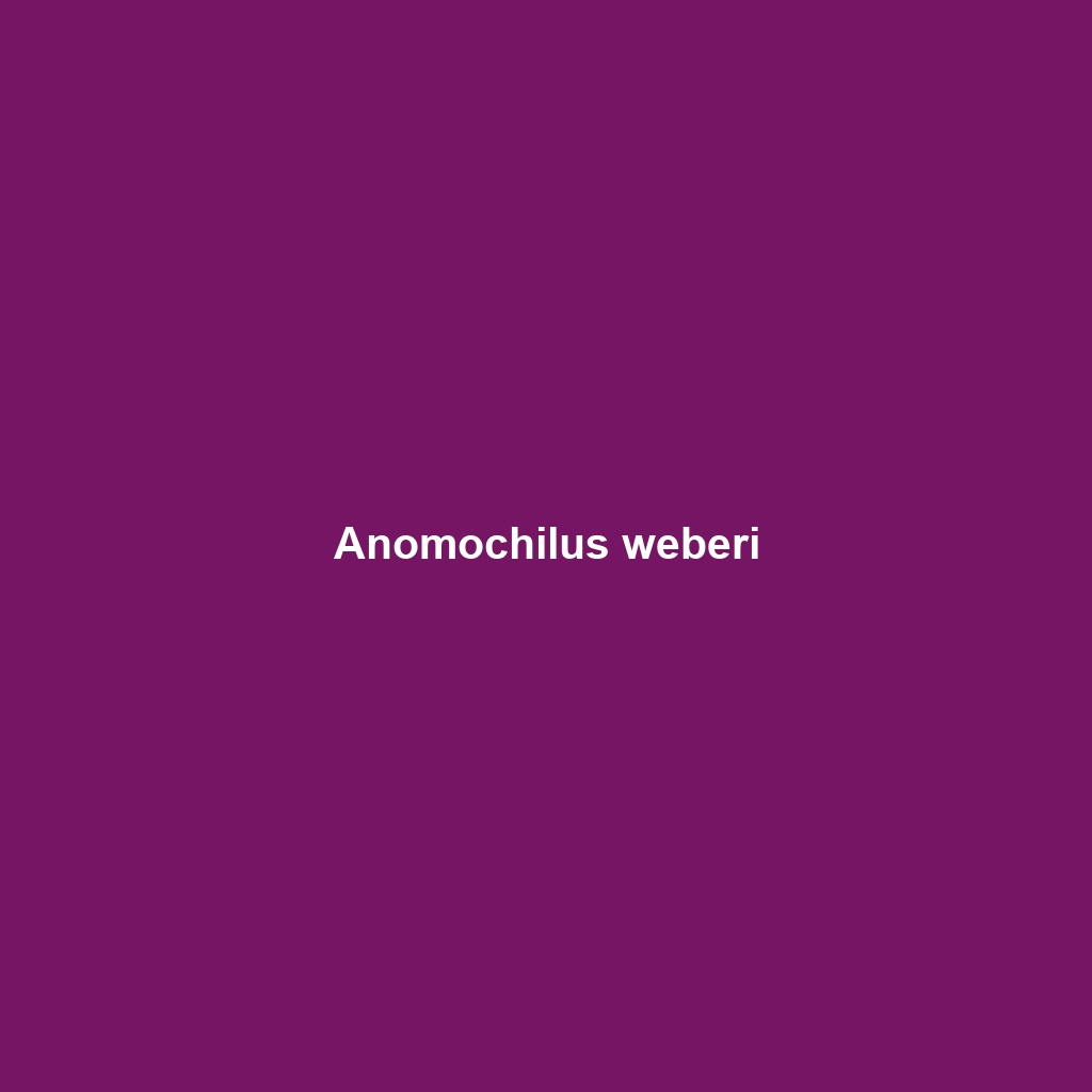 Anomochilus weberi