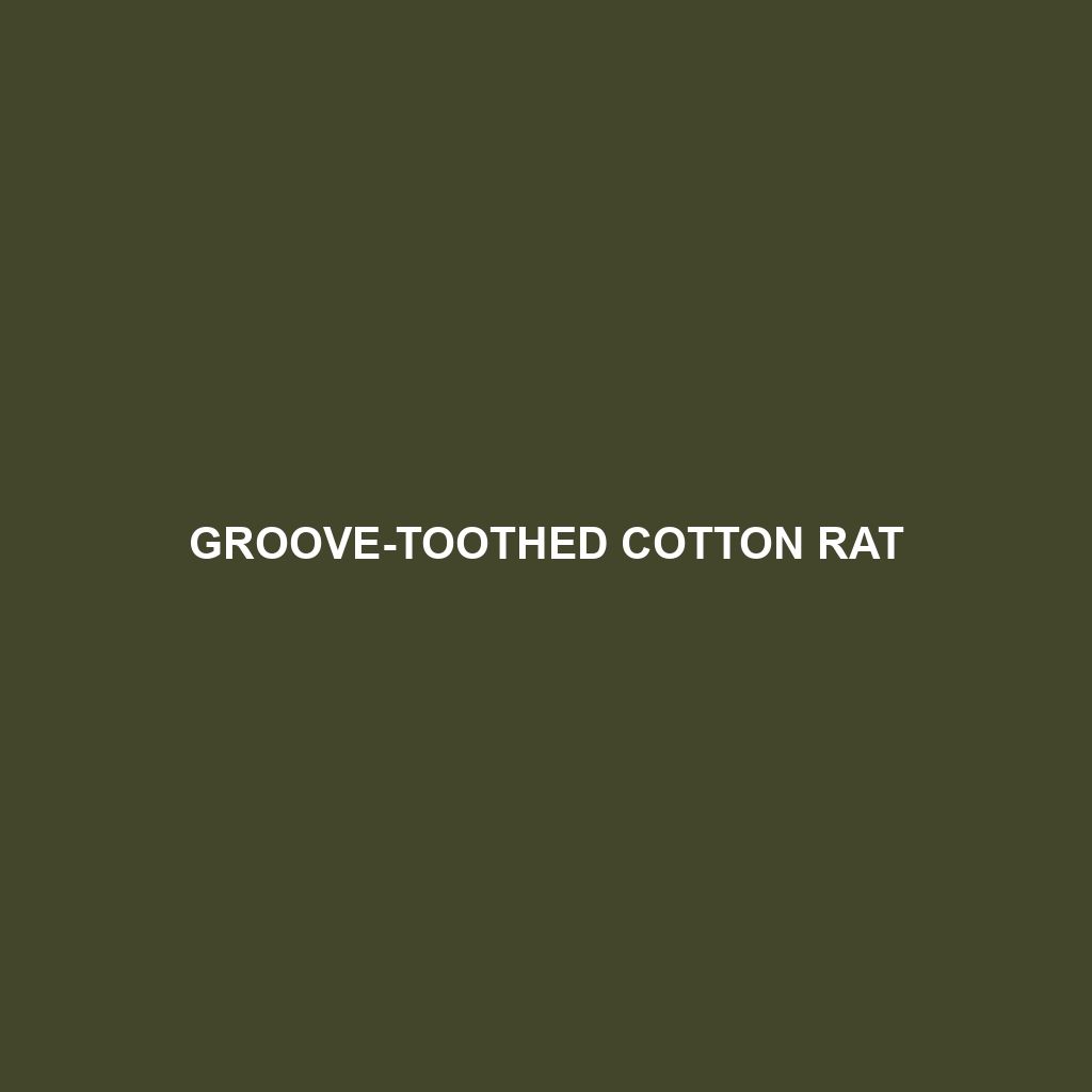 Groove-toothed Cotton Rat