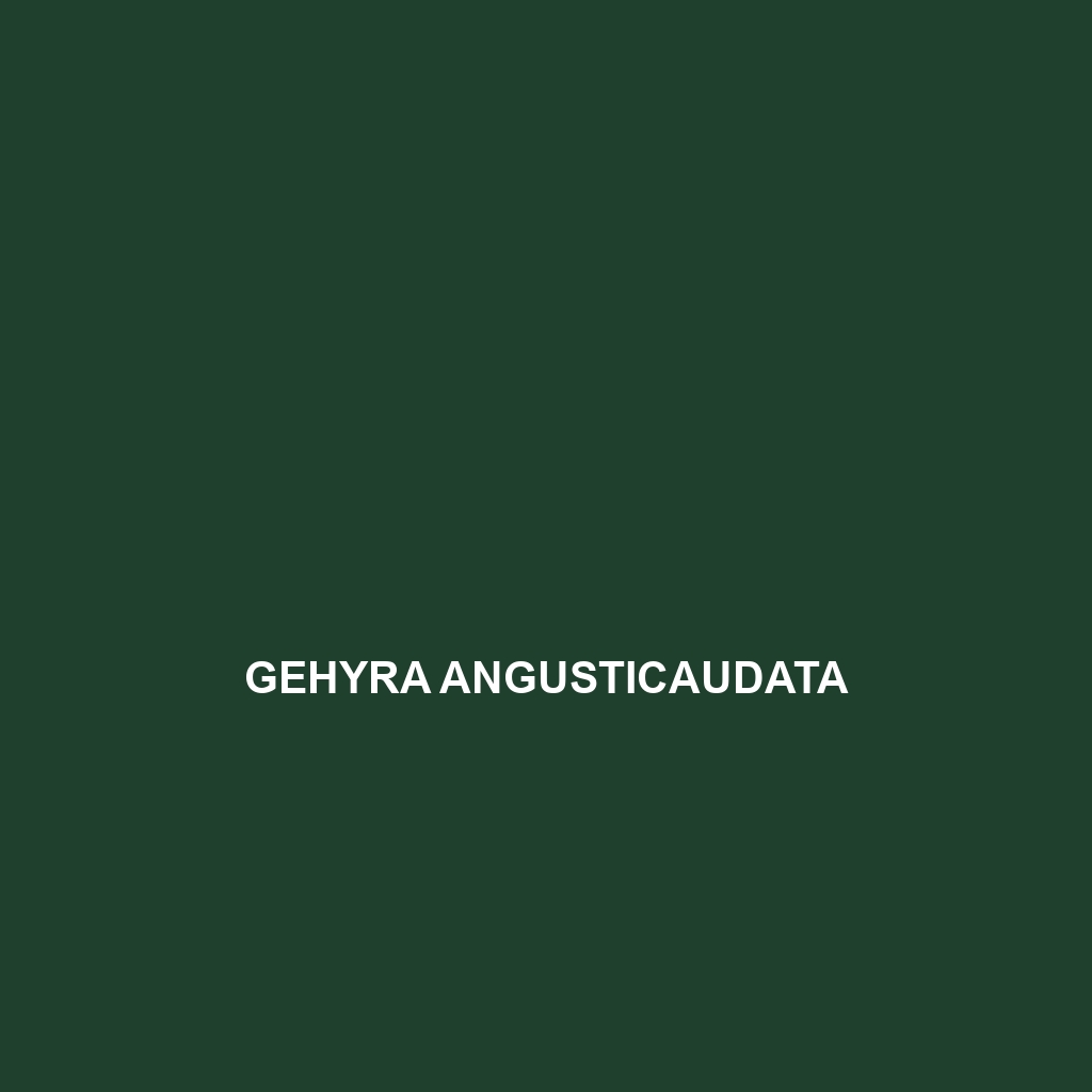 Gehyra angusticaudata