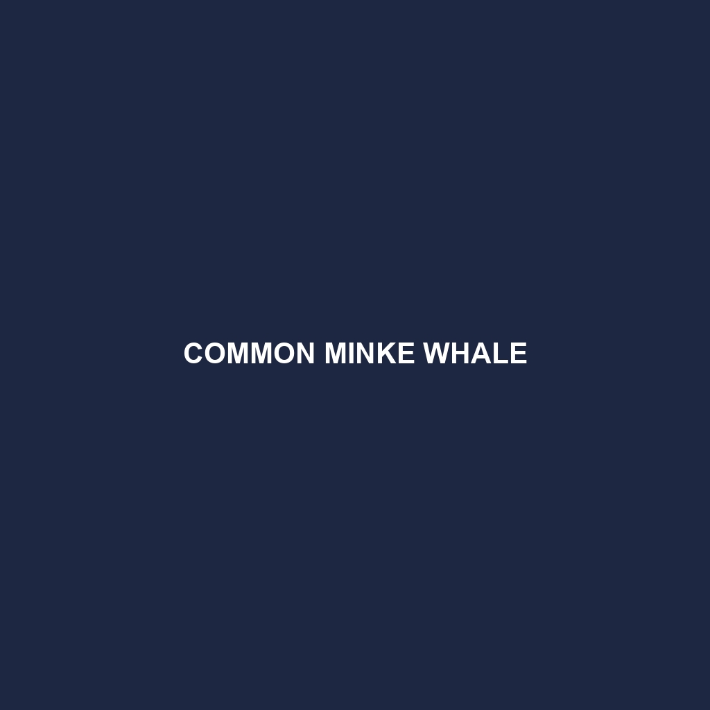 Common Minke Whale