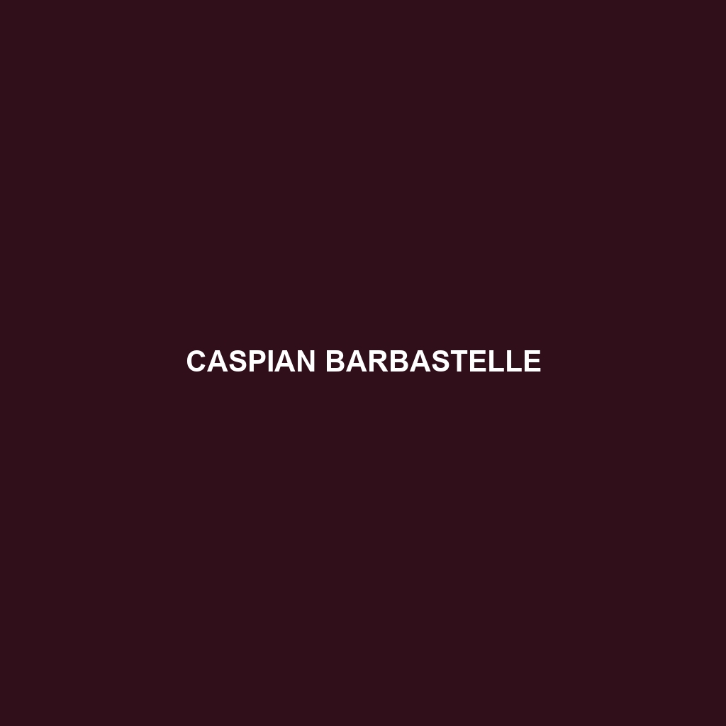 Caspian Barbastelle