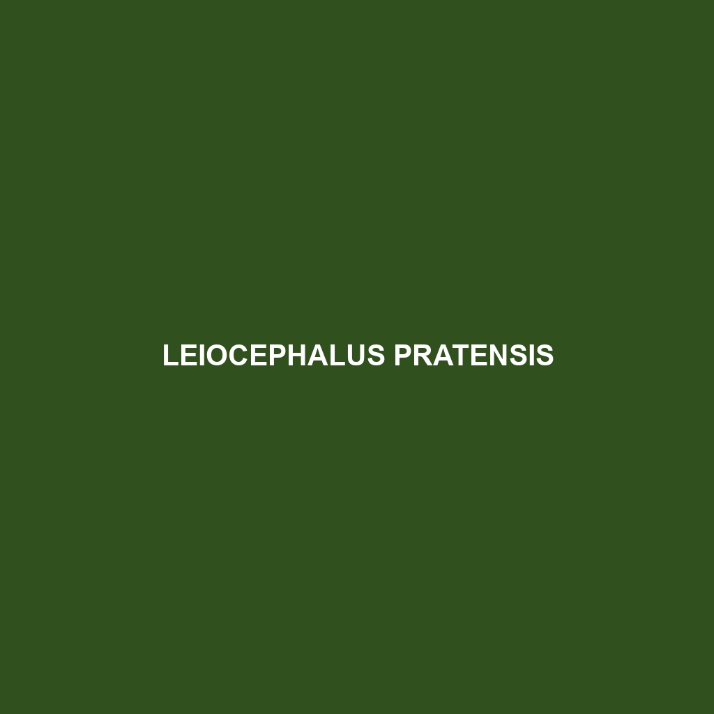 Leiocephalus pratensis