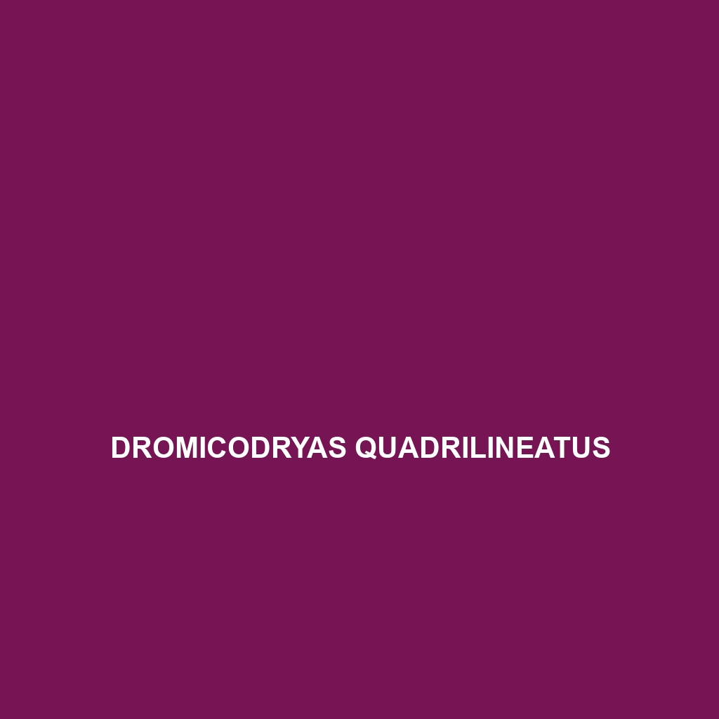 Dromicodryas quadrilineatus