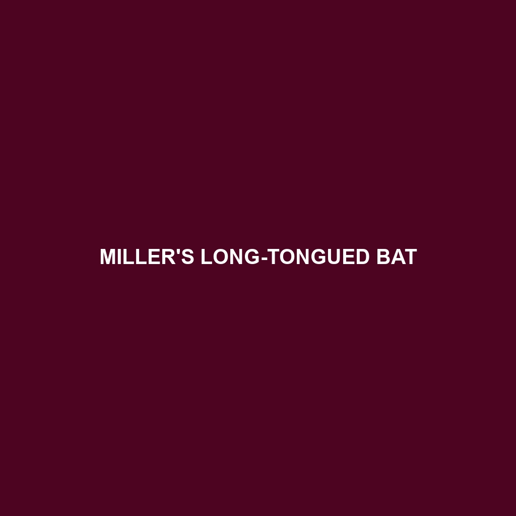 Miller's Long-tongued Bat