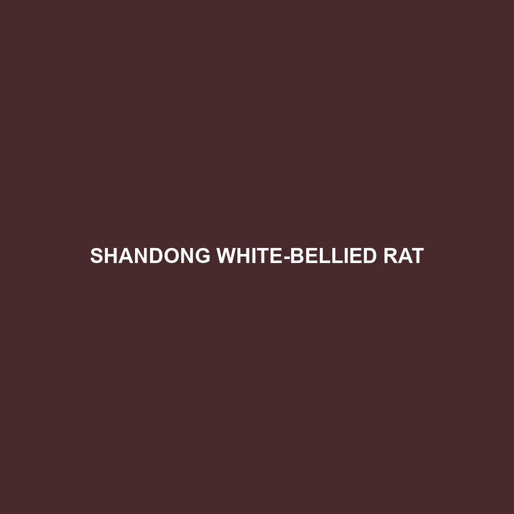 Shandong White-bellied Rat