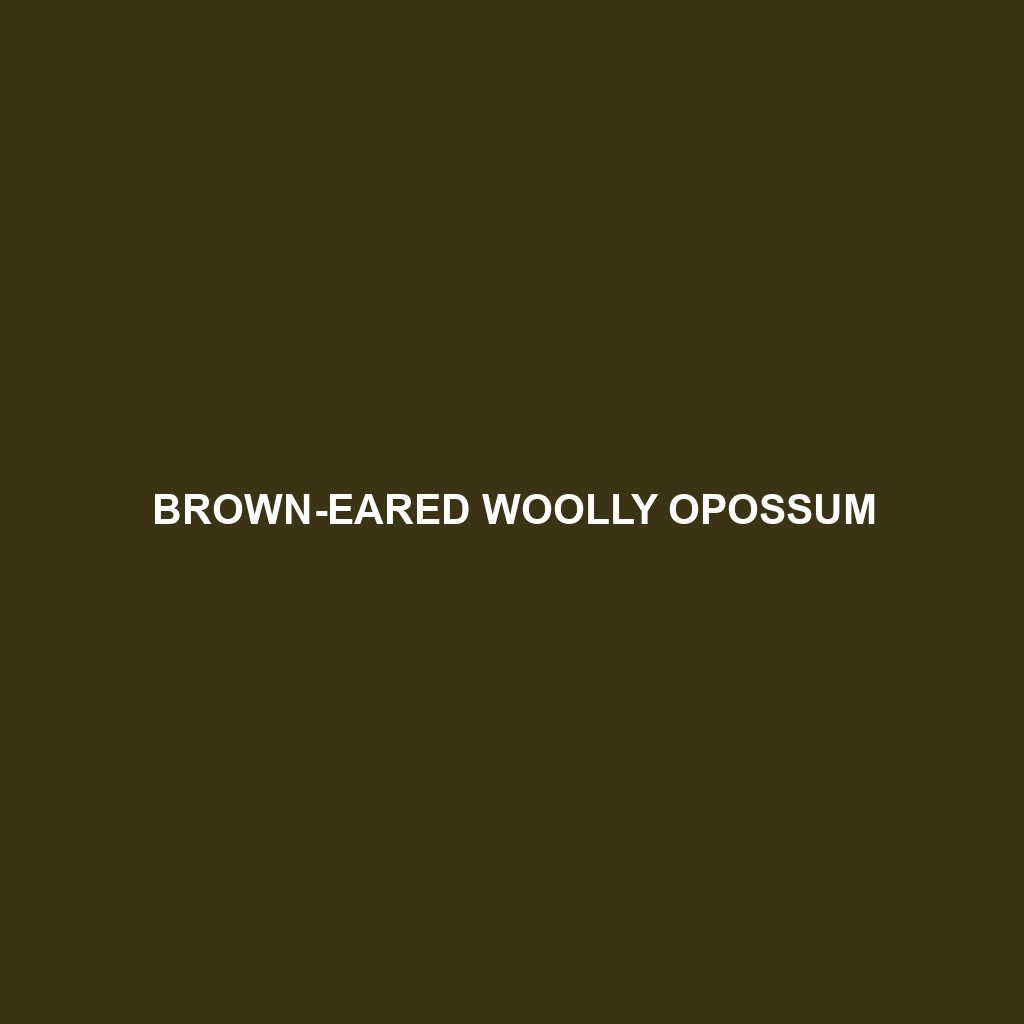 Brown-eared Woolly Opossum