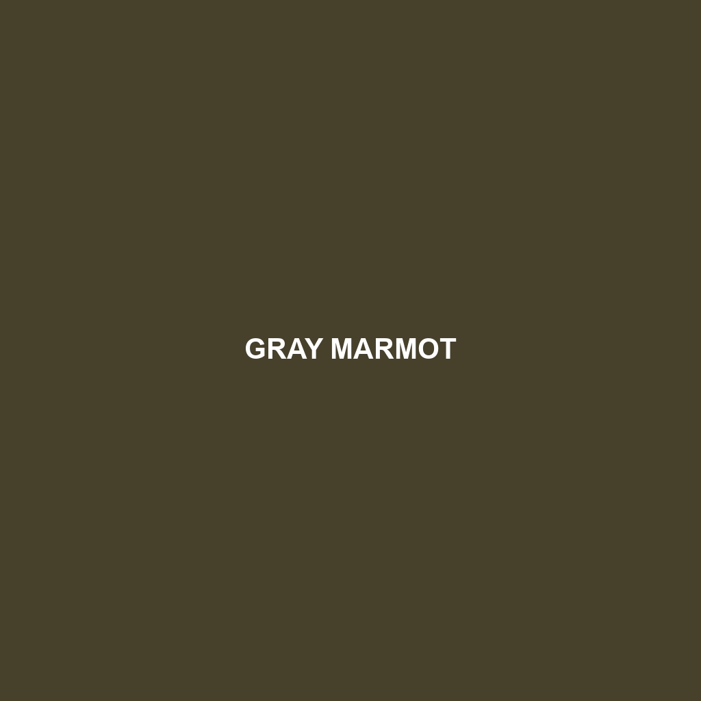 Gray Marmot