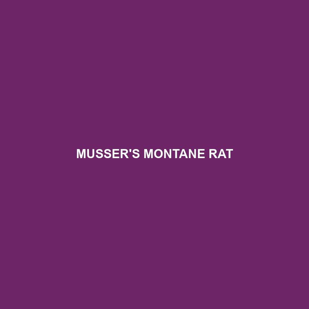 Musser's Montane Rat