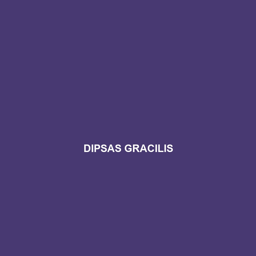 Dipsas gracilis