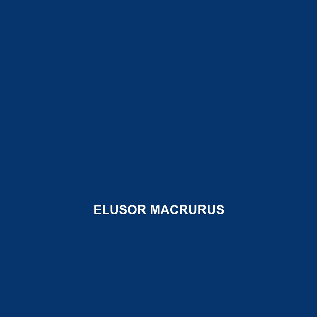 Elusor macrurus