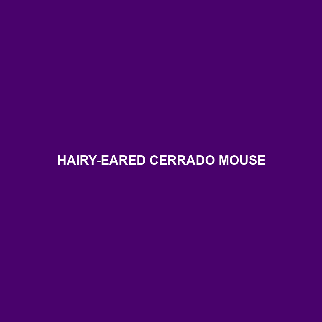 Hairy-eared Cerrado Mouse