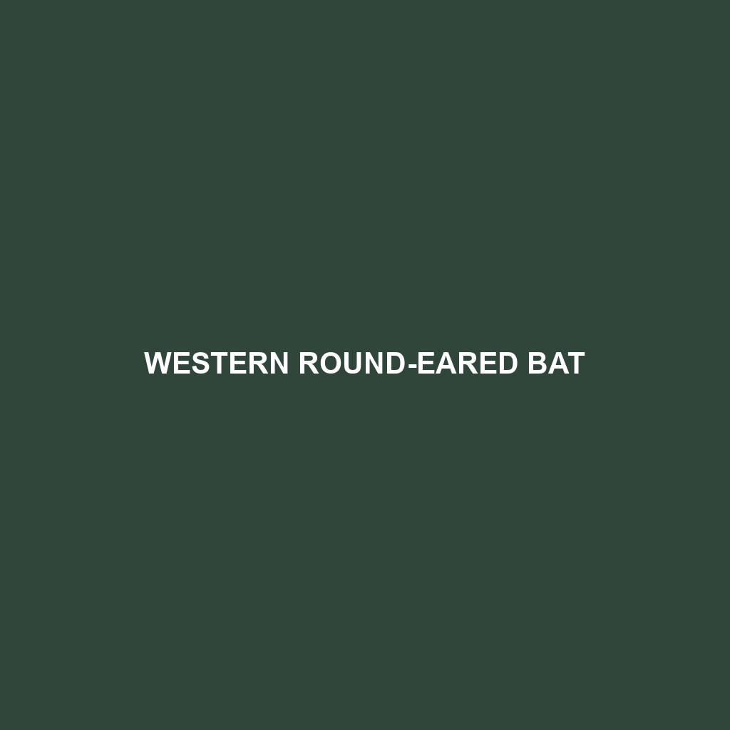 Western Round-eared Bat