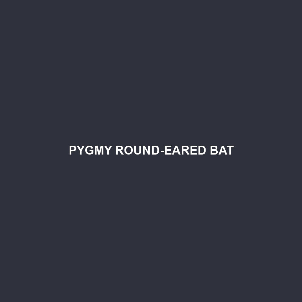 Pygmy Round-eared Bat