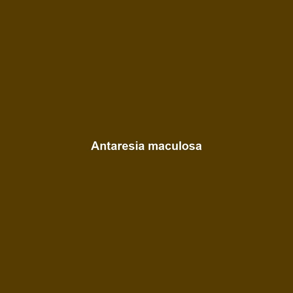 Antaresia maculosa