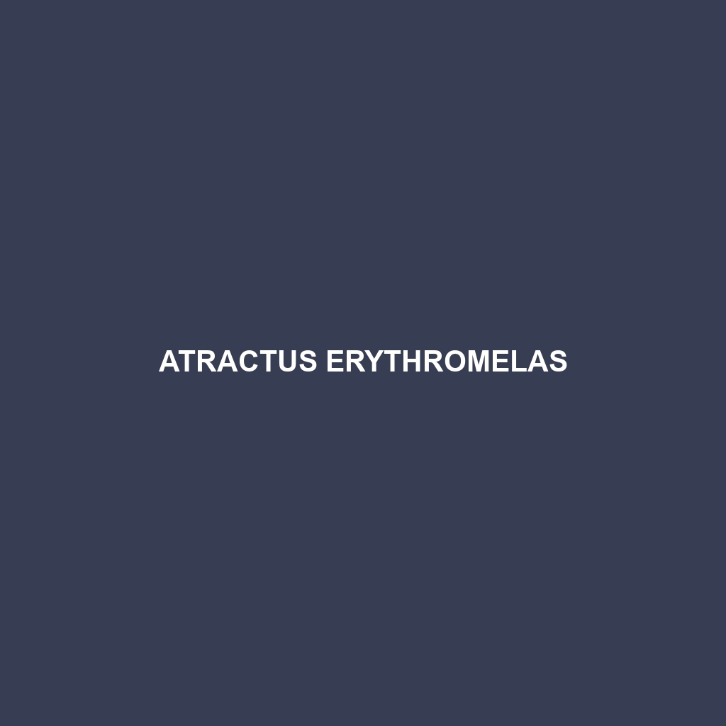 Atractus erythromelas