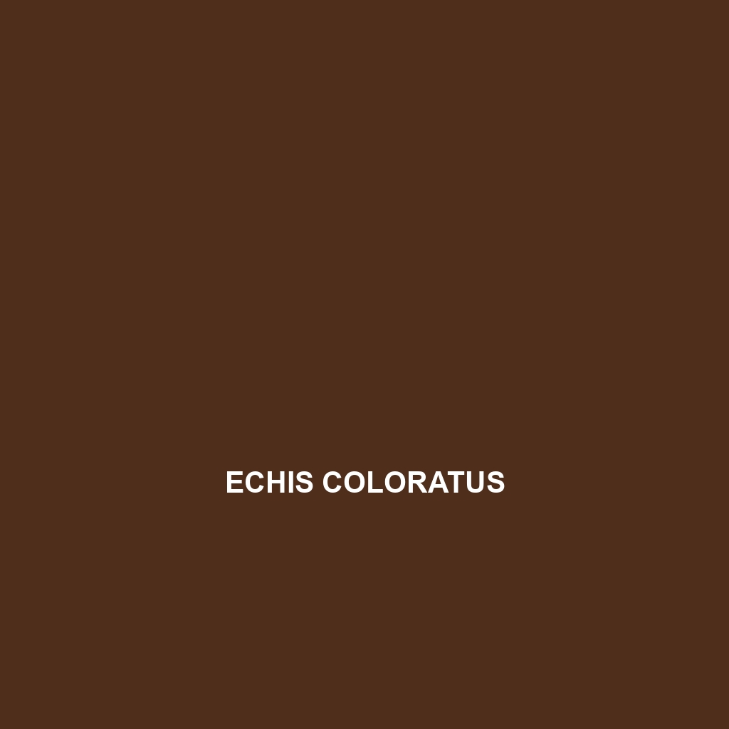 Echis coloratus