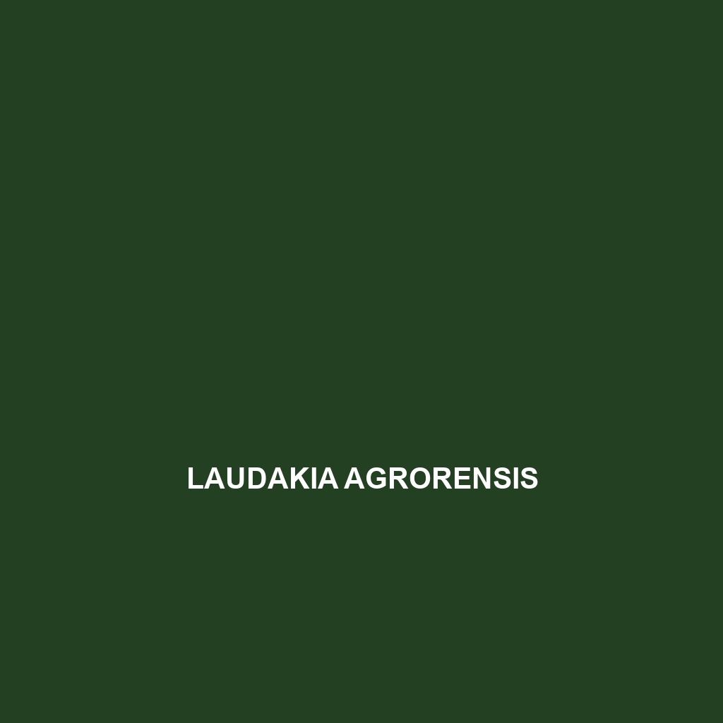 Laudakia agrorensis