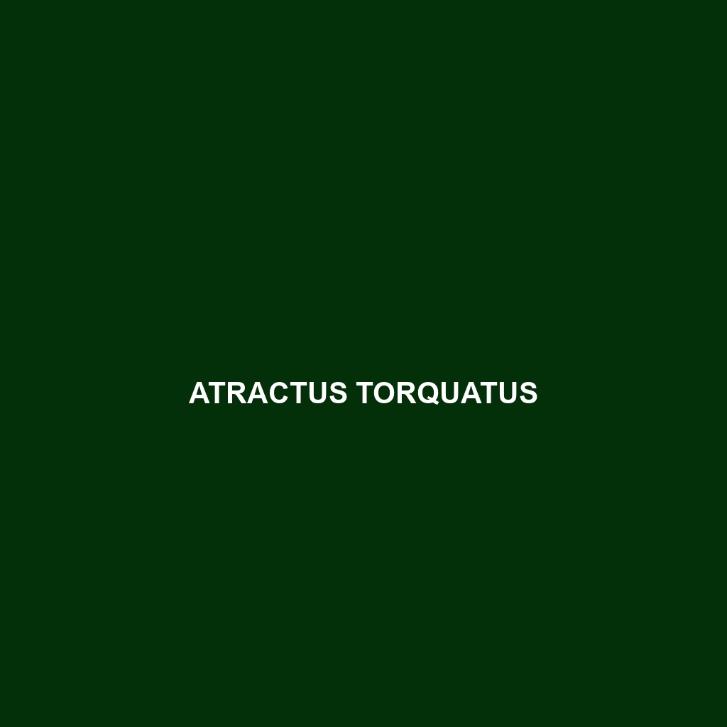 Atractus tartarus