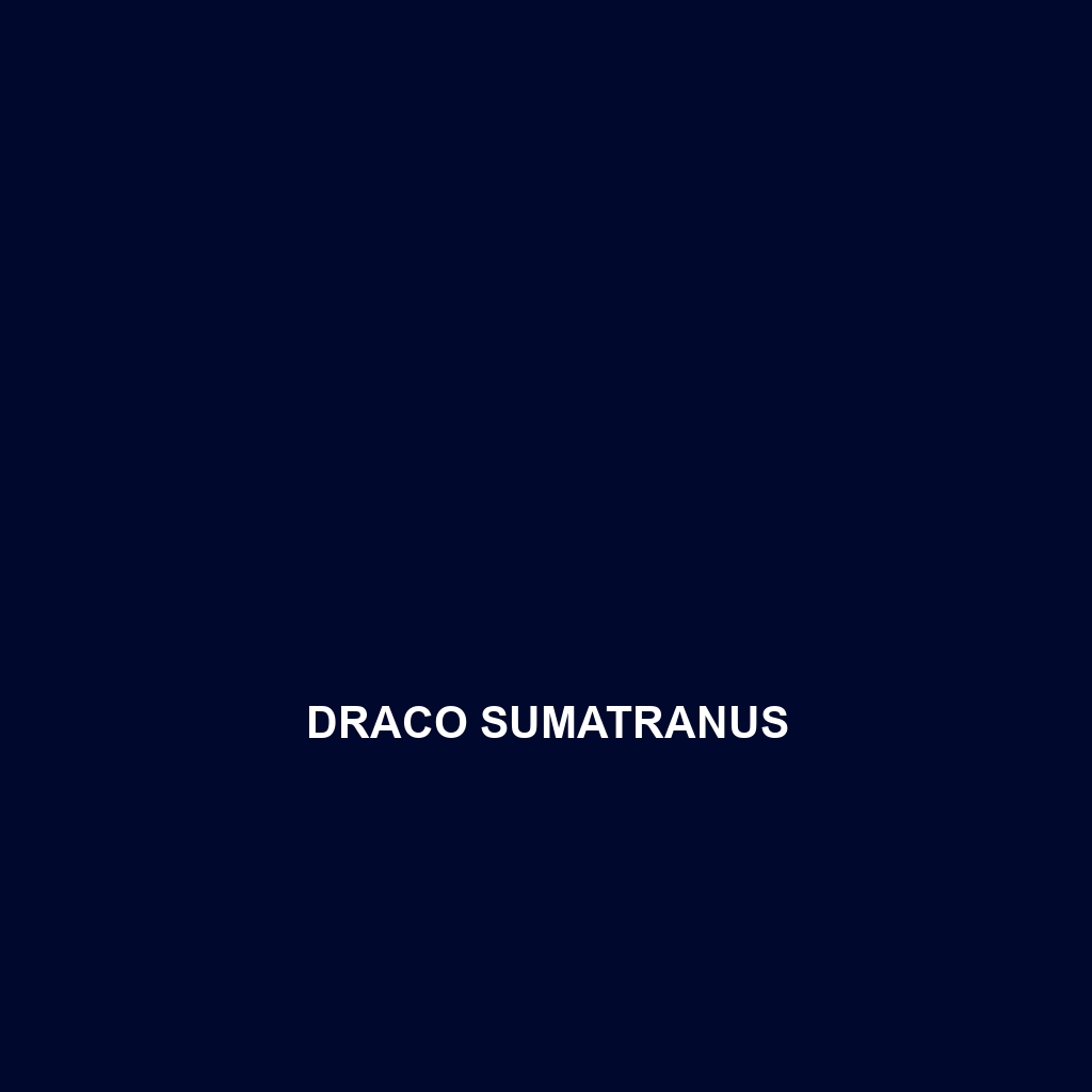 Draco sumatranus