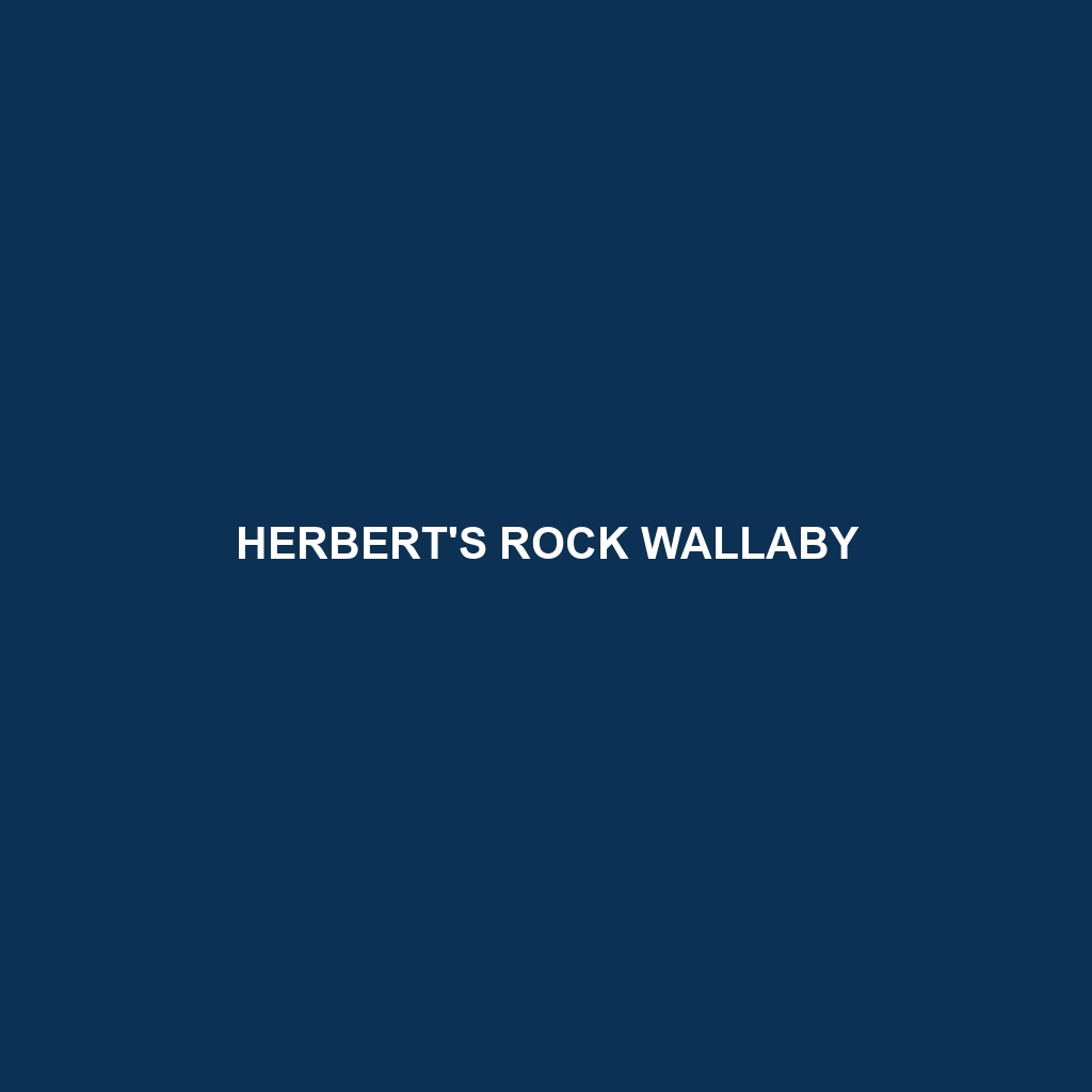 Herbert's Rock Wallaby