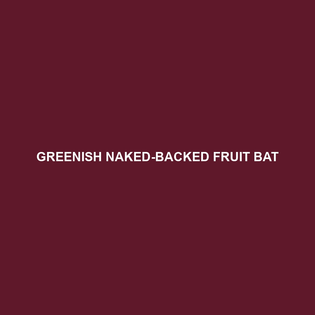 Greenish Naked-backed Fruit Bat