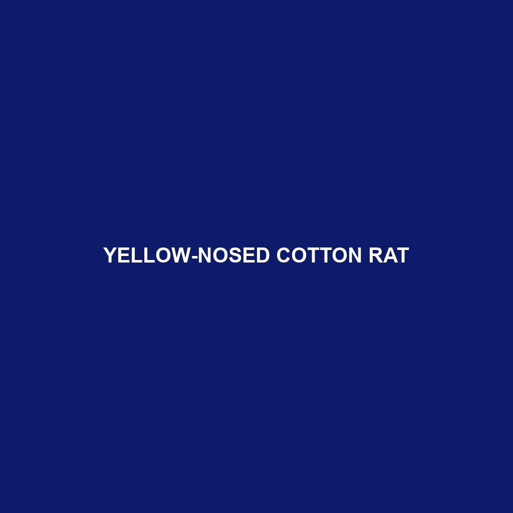 Yellow-nosed Cotton Rat