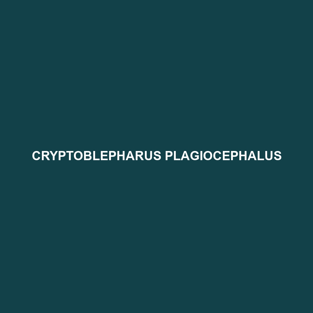 Cryptoblepharus plagiocephalus