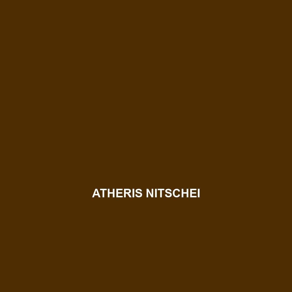 Atheris nitschei