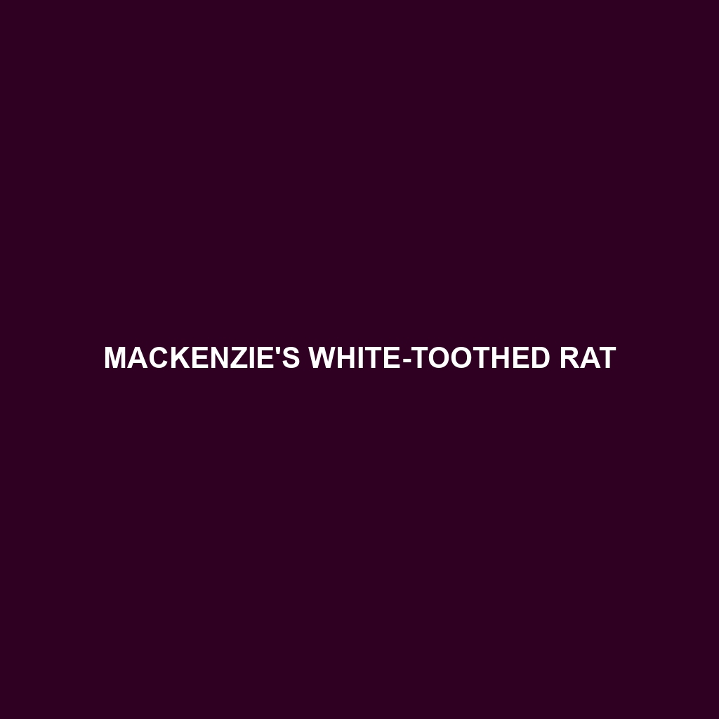 Mackenzie's White-toothed Rat