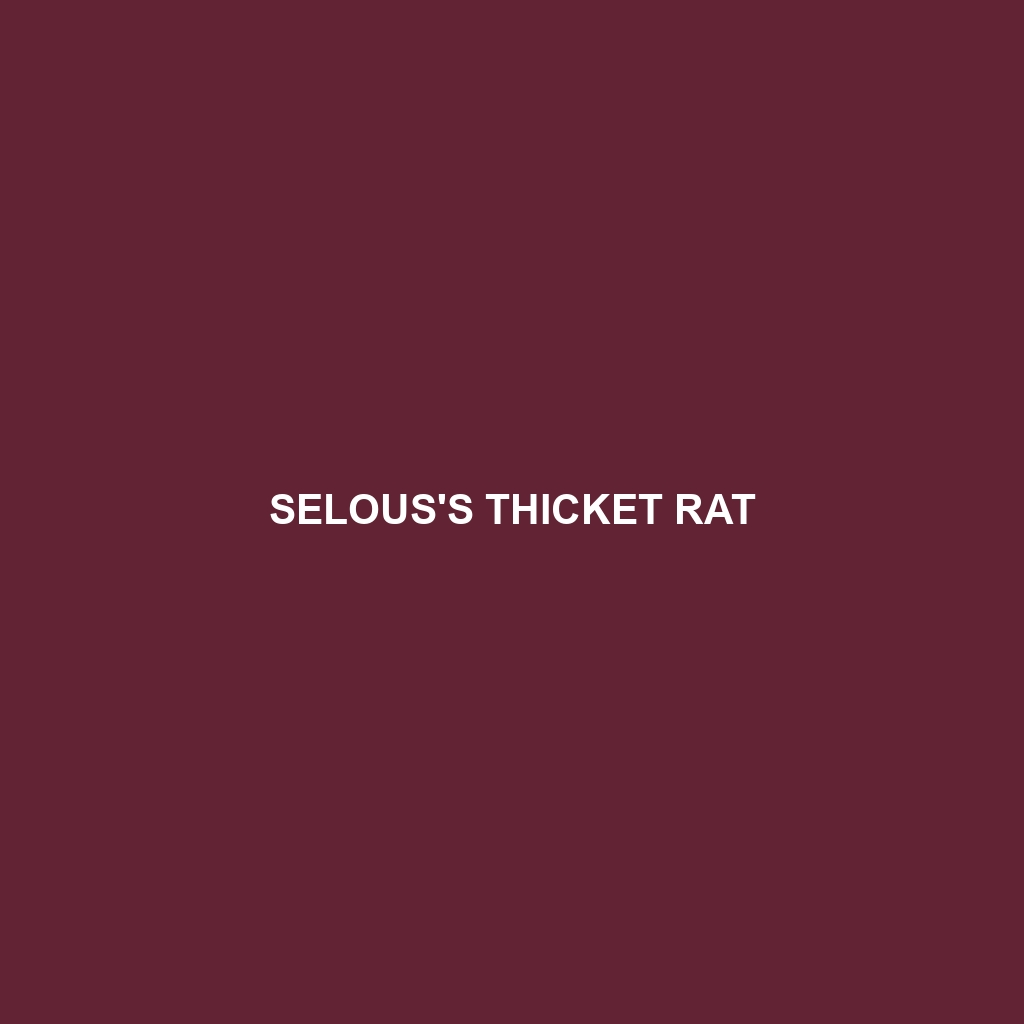 Selous's Thicket Rat