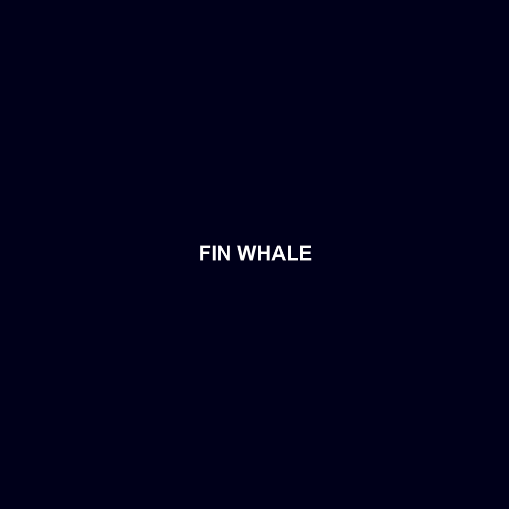 Fin Whale