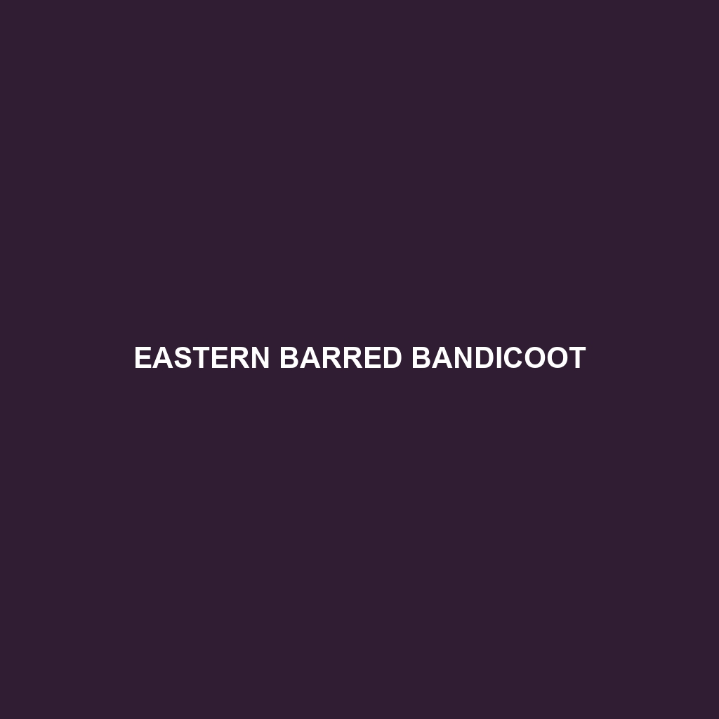 Eastern Barred Bandicoot