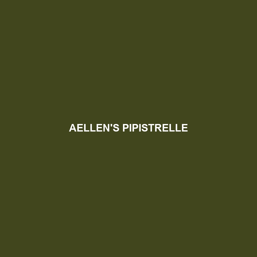 Aellen's Pipistrelle