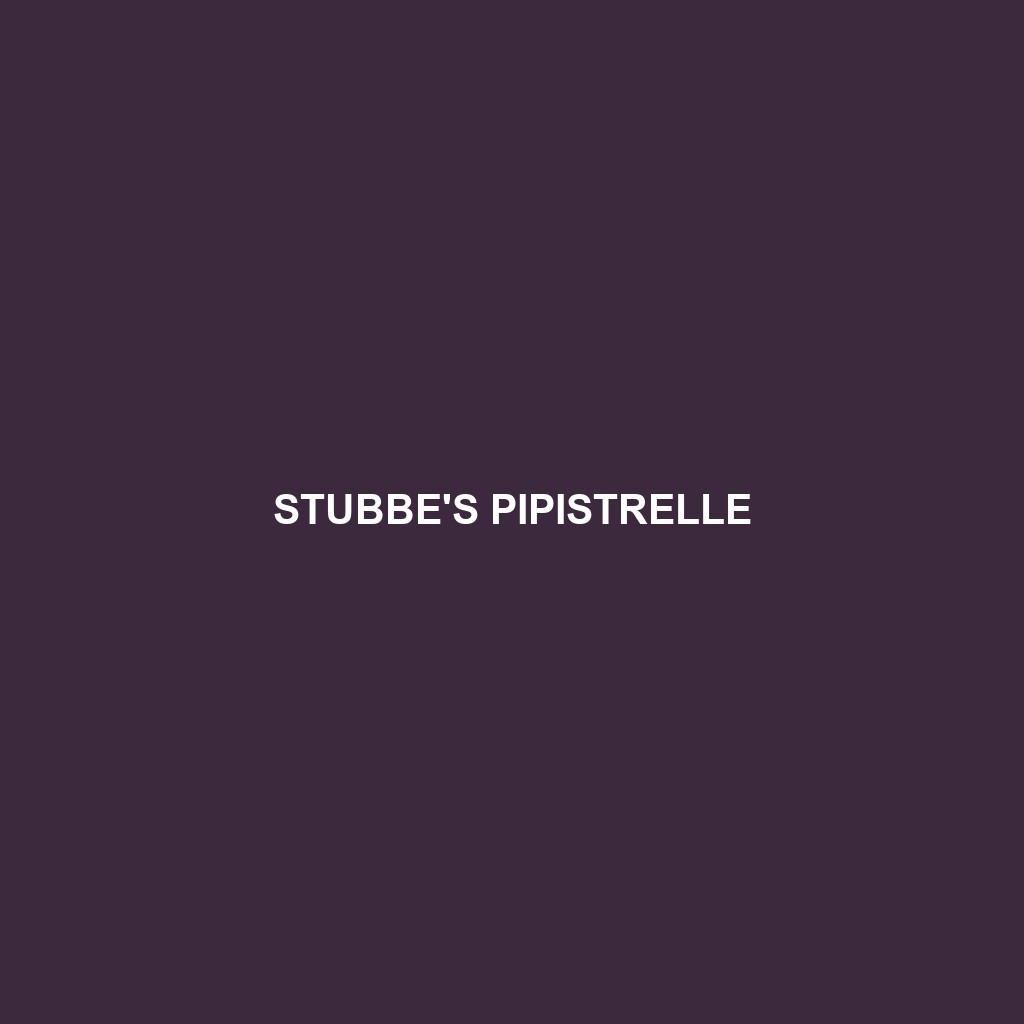 Stubbe's Pipistrelle