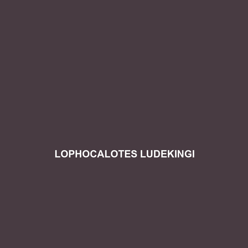 Lophocalotes ludekingi