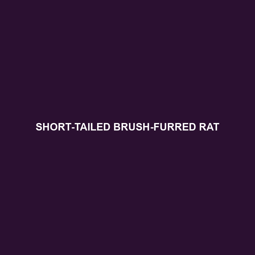 Short-tailed Brush-furred Rat