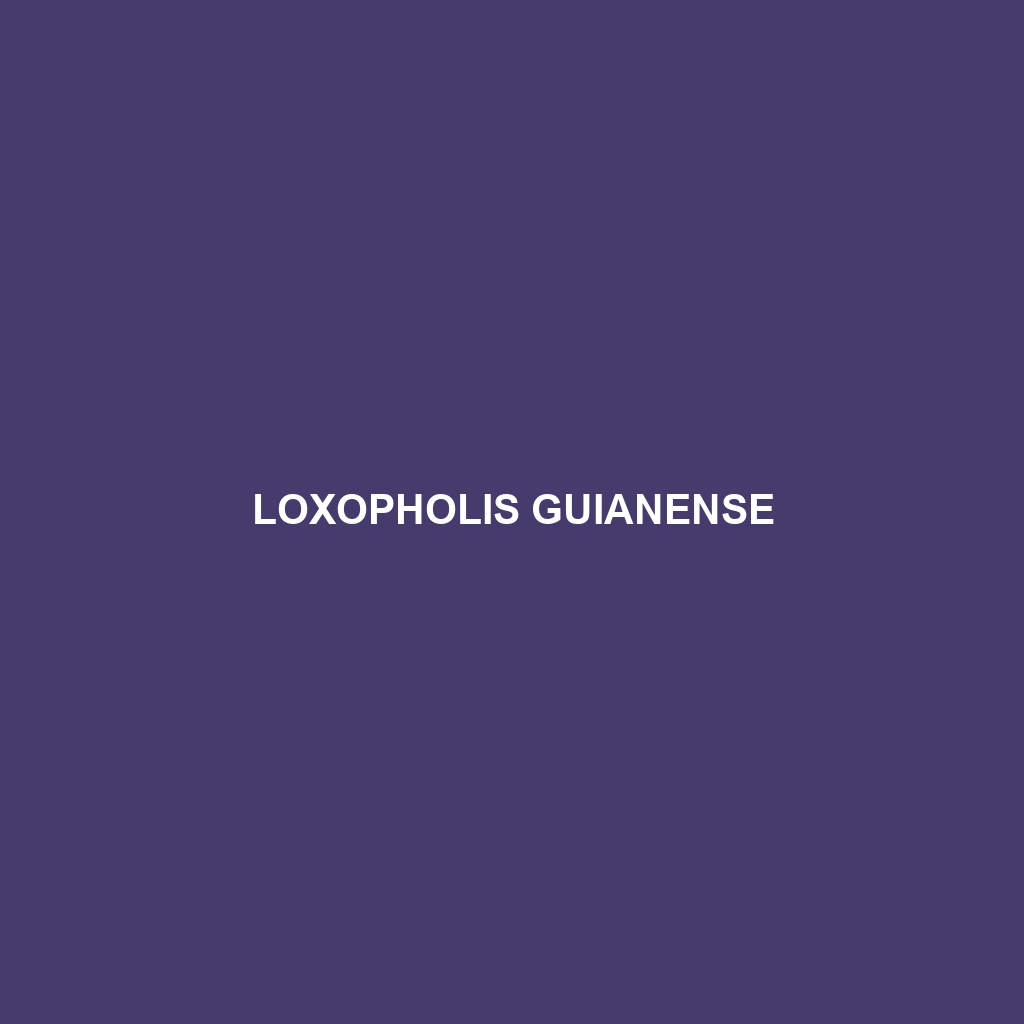 Loxopholis guianense