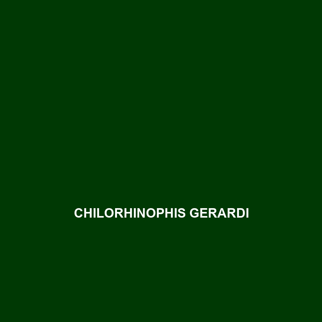 Chilorhinophis gerardi