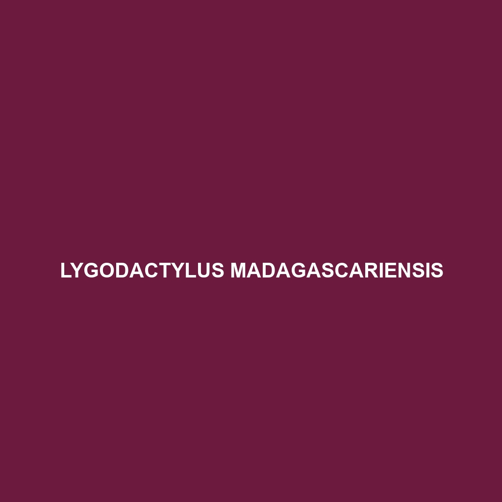 Lygodactylus madagascariensis