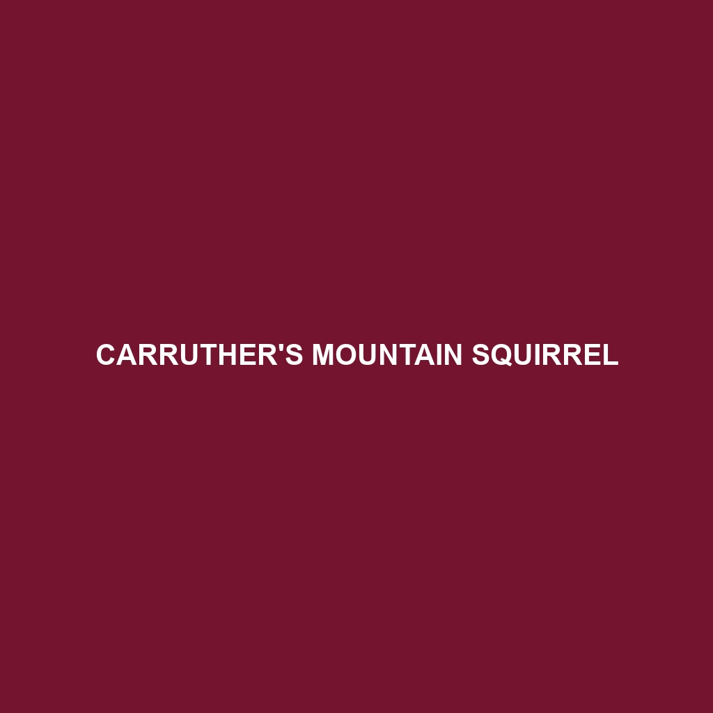 Carruther's Mountain Squirrel