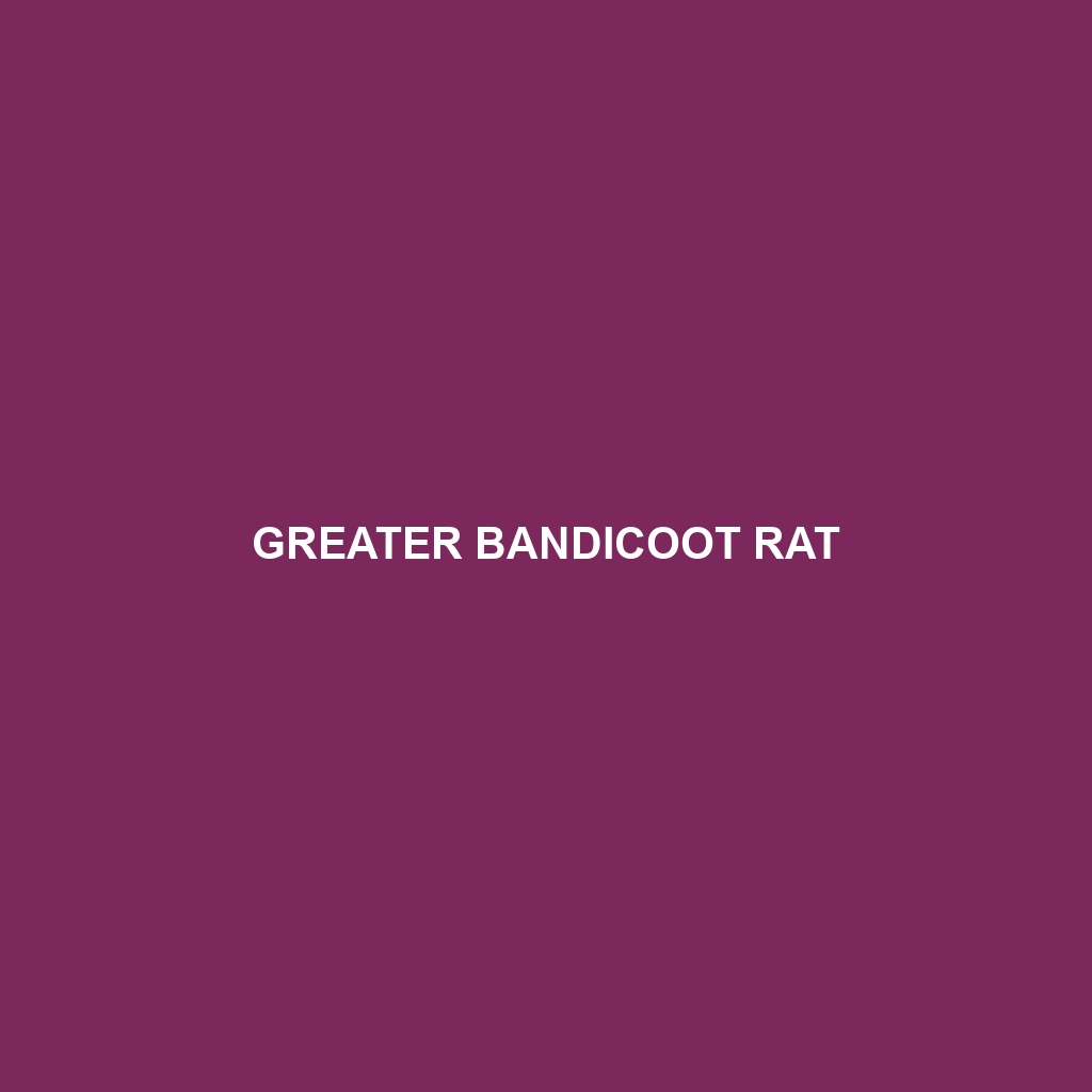 Greater Bandicoot Rat