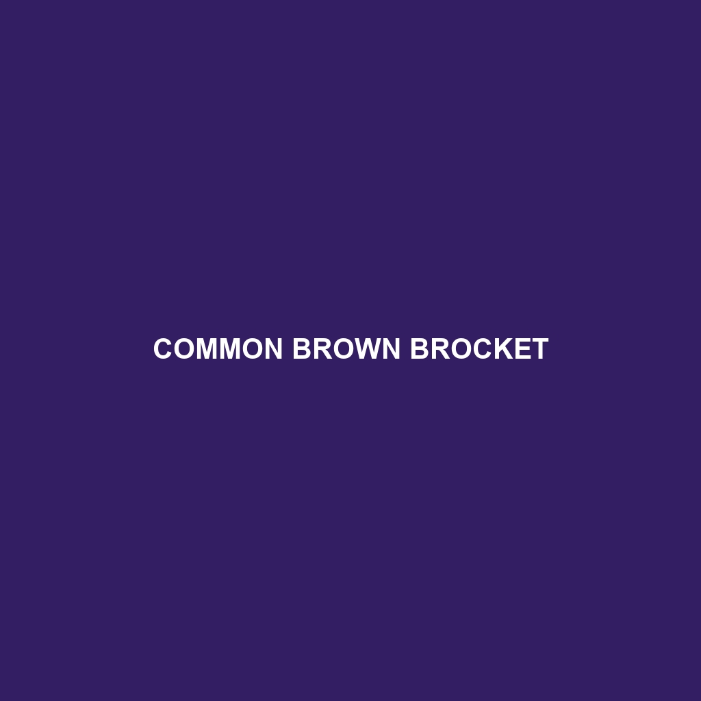 Common Brown Brocket