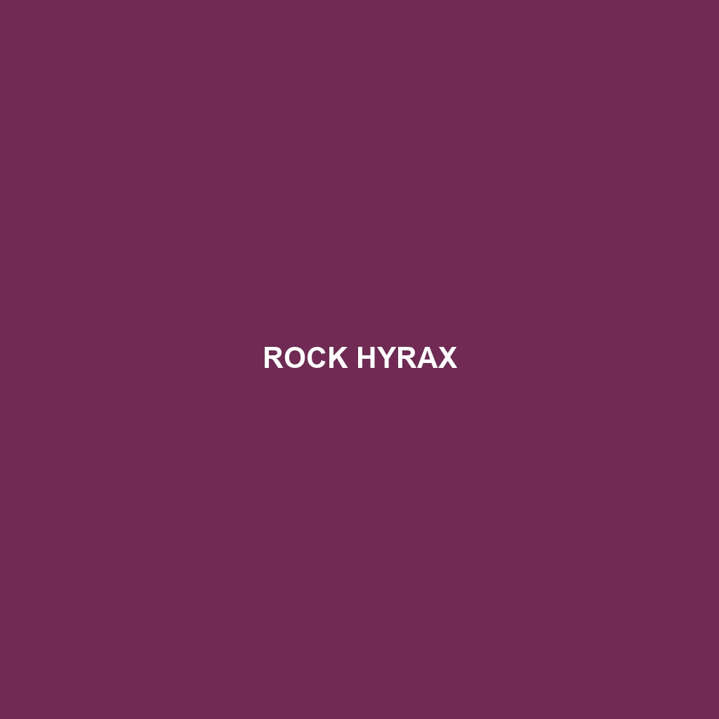 Rock Hyrax