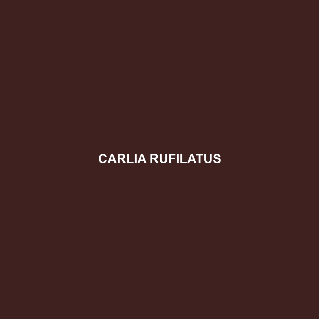 Carlia rufilatus