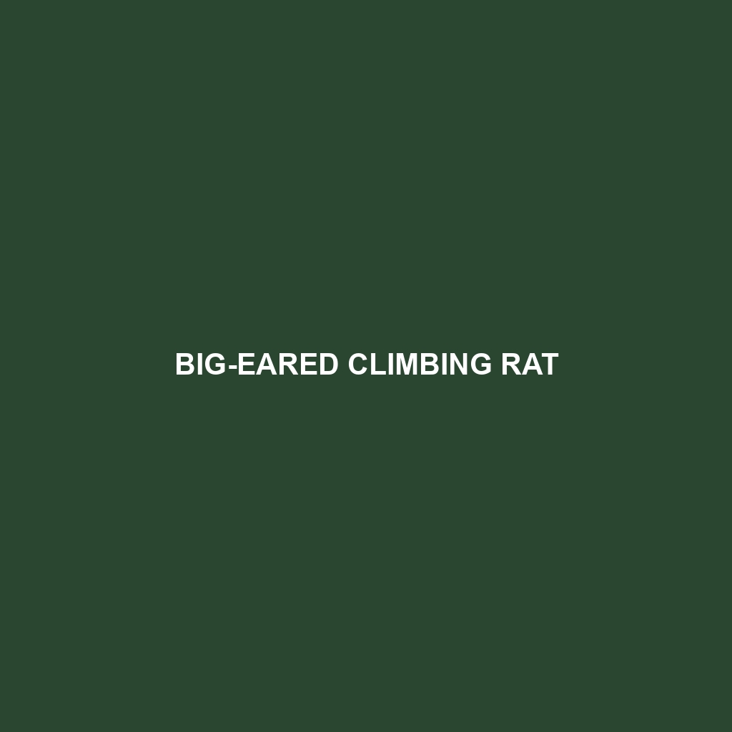 Big-eared Climbing Rat