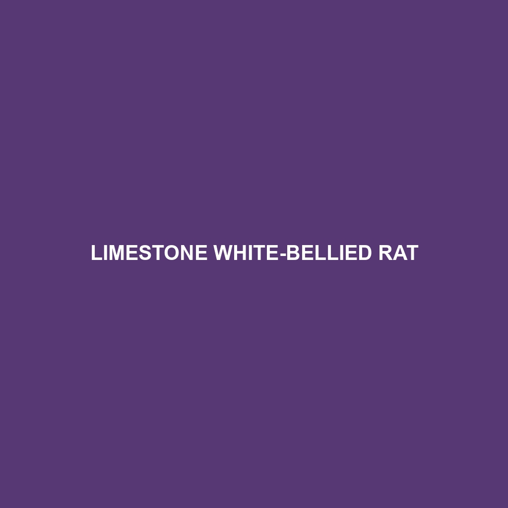 Limestone White-bellied Rat