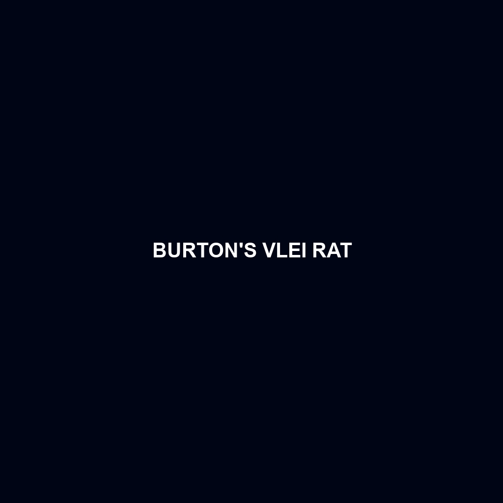 Burton's Vlei Rat