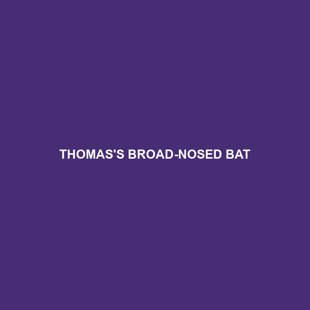 Thomas's Broad-nosed Bat