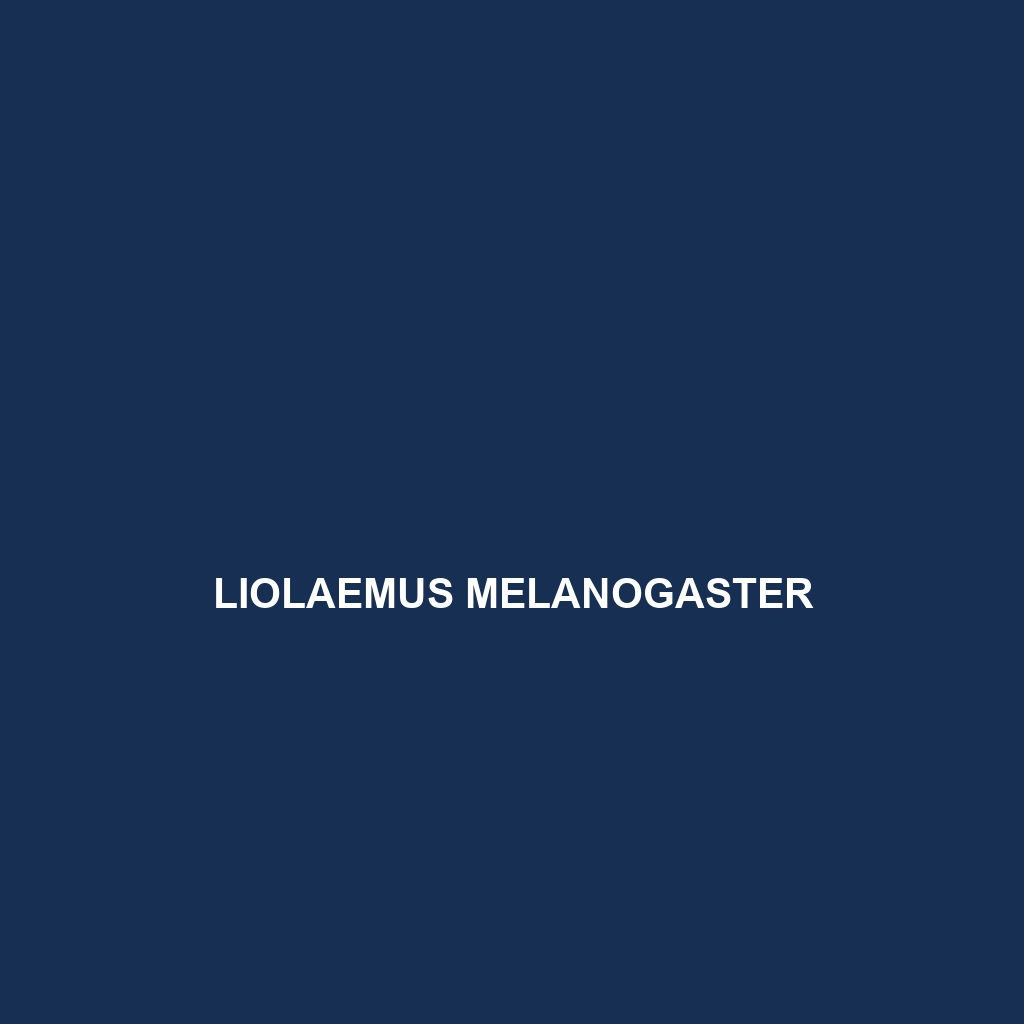 Liolaemus melanogaster