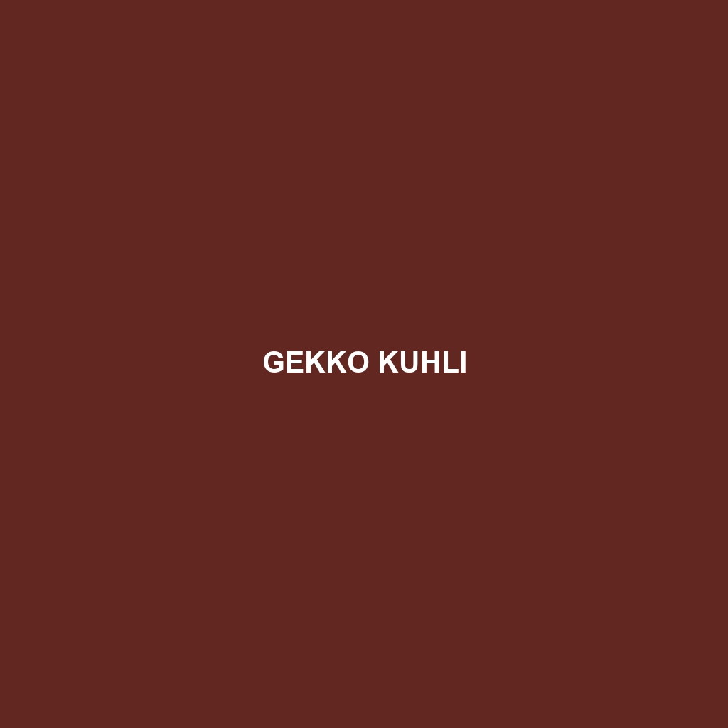 Gekko kuhli